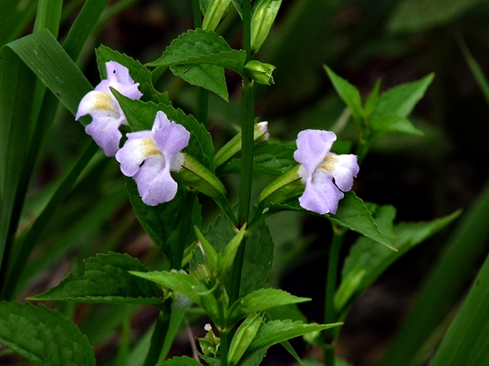 {Mimulus alatus}